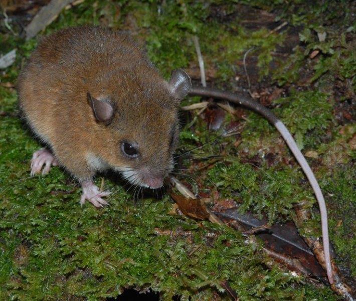 Este ratón, capturado en lo alto de las montañas Nakanai, no solo es una nueva especie, sino que además constituye un género totalmente nuevo. (© Stephen Richards / Conservation International)