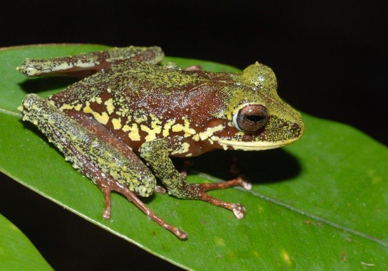 Esta nueva especie de Nueva Bretaña, una rana con manchas amarillas del género Platymantis, pertenece a un grupo que desova en la tierra o en los árboles, donde eclosionan directamente como ranitas, sin pasar primero por la fase de renacuajos. (© Stephen Richards / Conservation International)