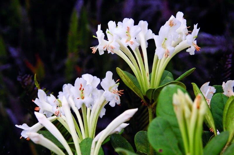 Este espectacular rododendro se encontró de manera abundante en la Cordillera Muller, y sin embargo era un completo desconocido para el mundo exterior. (© Wayne Takeuchi)