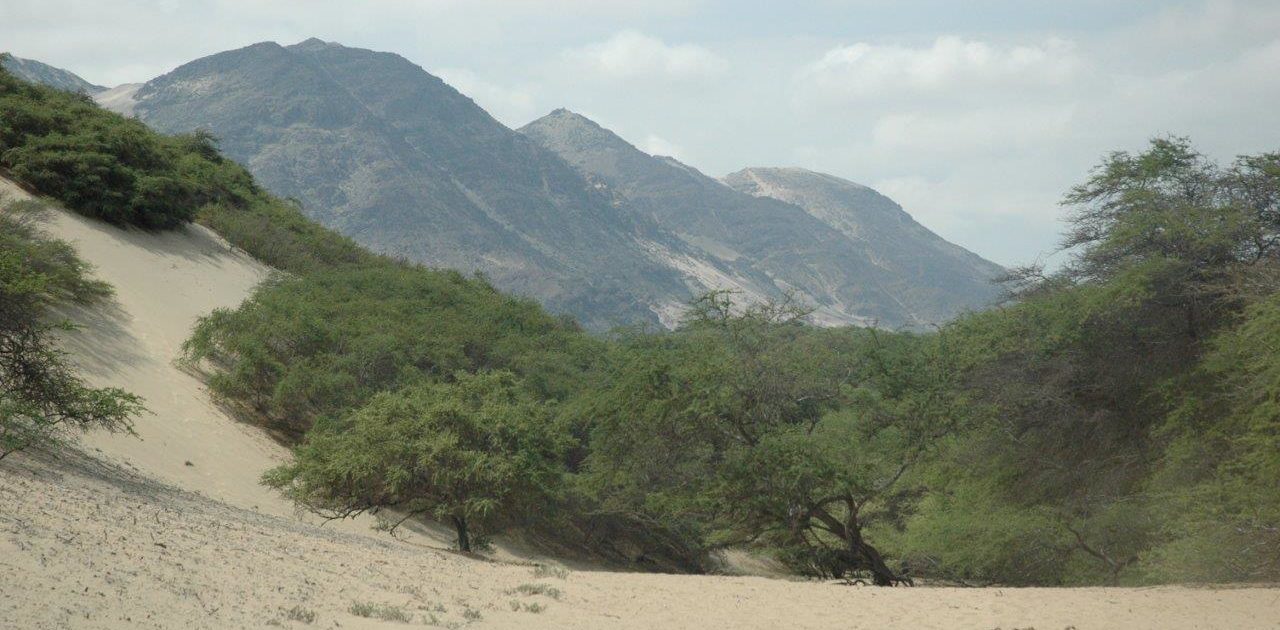 A Rocha Pérou restaure les forêts côtières sèches.