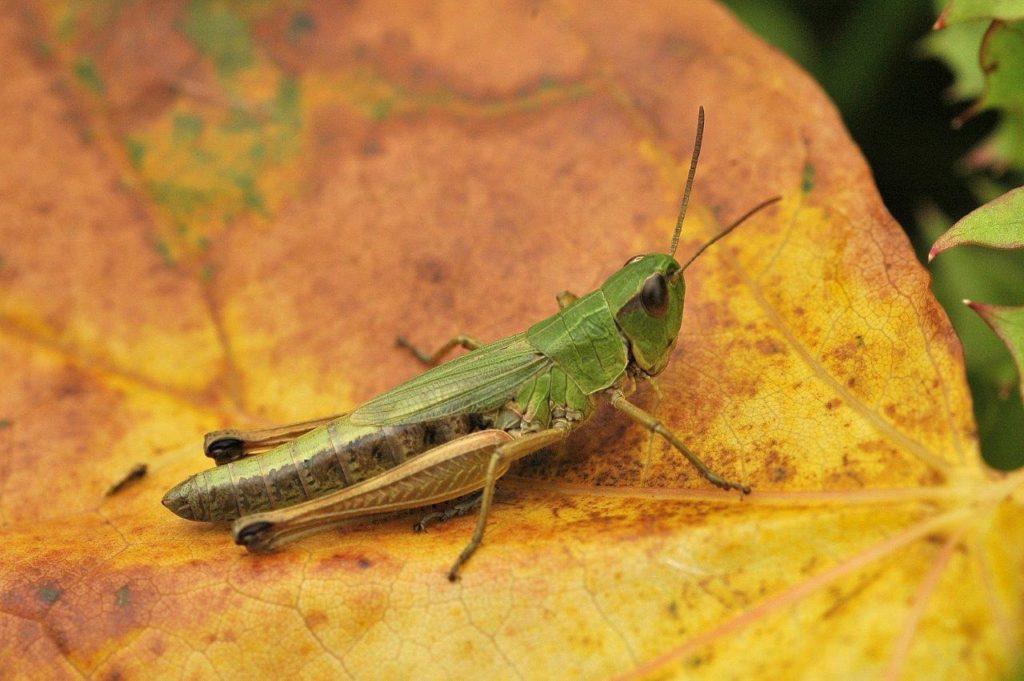 If you can identify this grasshopper, perhaps you could help A Rocha France in July? (R & B Mearns)