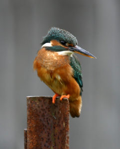CCCW - Kingfisher Female 05-05 Dronfield