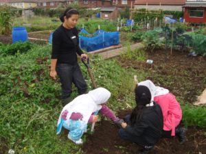 UK allotment