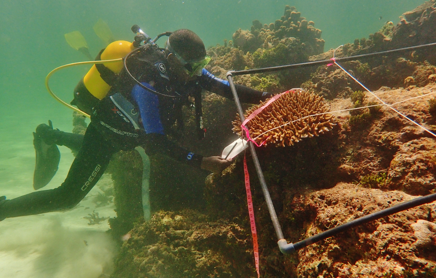 Estudando os corais no Parque Marinho Nacional de Watamu, antes da descoloração