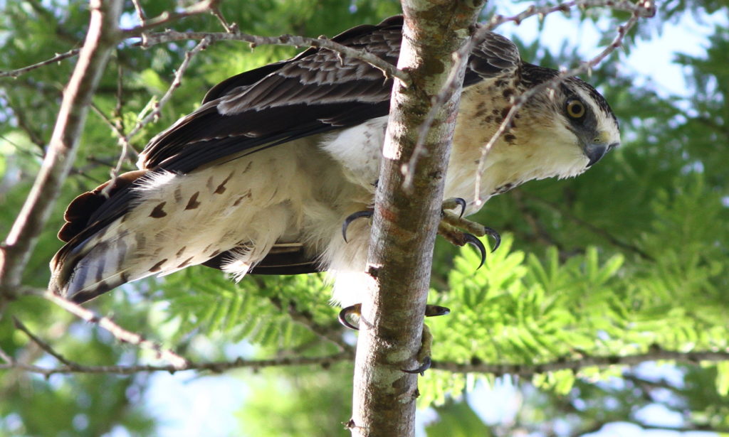 Protecting tropical forests is a priority for A Rocha because of their importance for the planet’s climate, forest-dependent human communities and the fabulously biodiverse fauna and flora. This is an Ayres’ Hawk-eagle in Arabuko-Sokoke Forest, Kenya. (Ben Porter) 