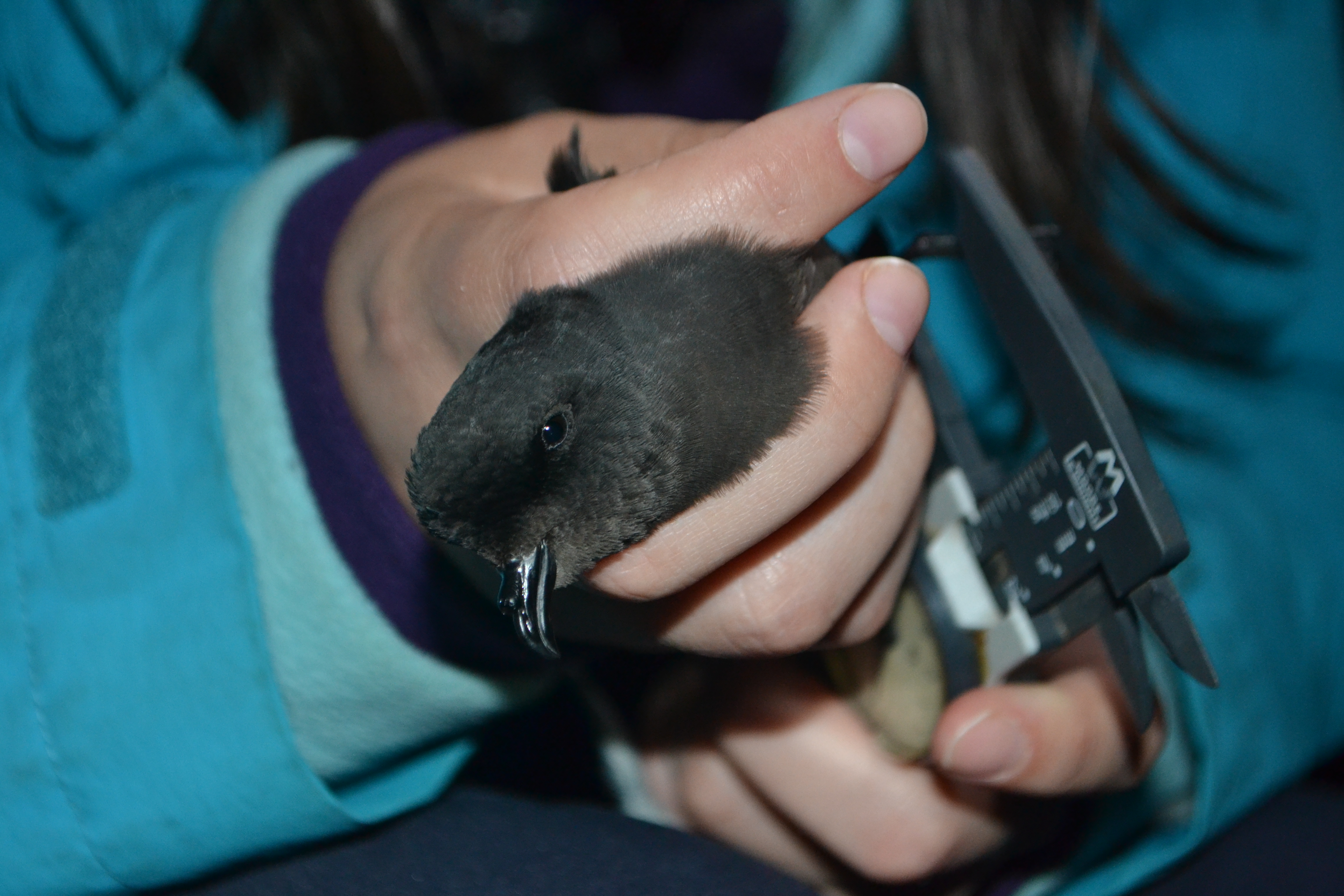 A Rocha Portugal has ringed > 5,000 European Storm-petrels as part of research into their survival strategies.
