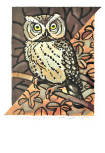 Sokoke Scops Owl by Peter Partington