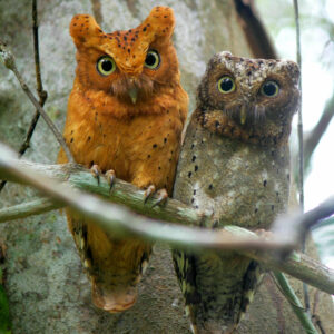 Sokoke Scops Owl, by Mustafa Adamjee