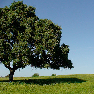 Tree in the plains