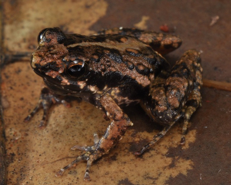 La grenouille Phrynobatrachus afiabirago se caractérise par la combinaison d’un corps élancé, un museau court et pointu, un dos plutôt verruqueux et une gorge tachetée de noir (Photo de l'holotype par Adam Leache).