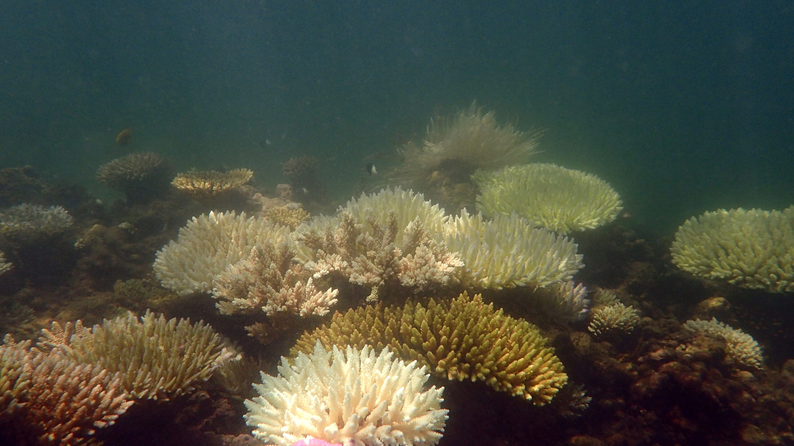 Bleached corals in Uyumbo (Dawn Goebbels)