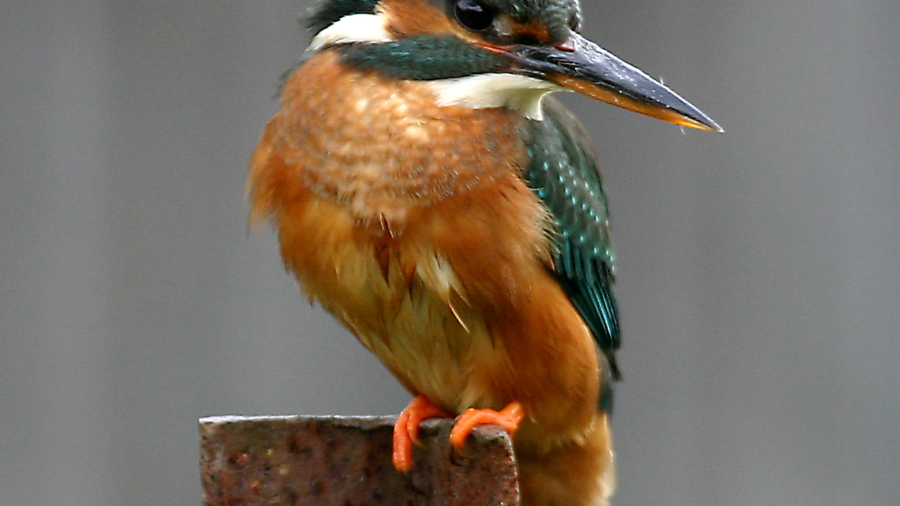 CCCW-Kingfisher-Female-05-05-Dronfield