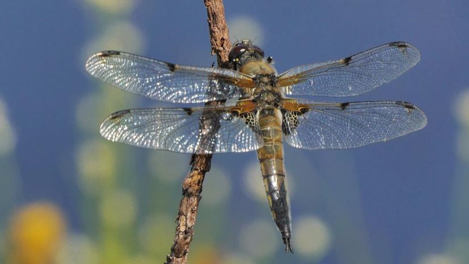 Four-spotted Chaser Dragonfly. Photo: David Chandler