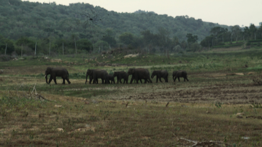 Elephants on farmland - ARIn