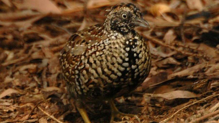 Black-breasted_Button-quail_male_inskip