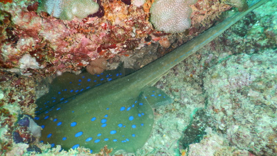 Bluespotted Ribbontail Ray
