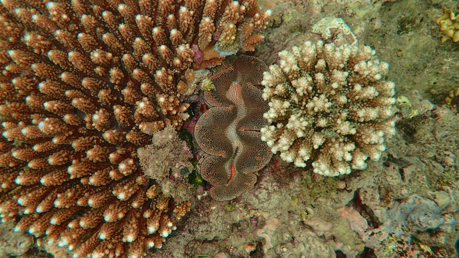 Corals_May23