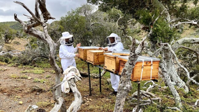 Más allá de la miel: El impacto de la apicultura en la biodiversidad y ...