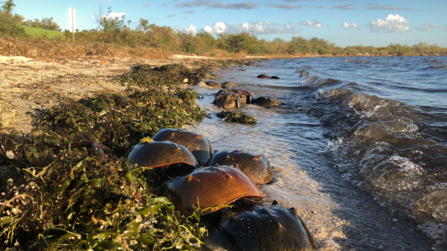 IRL Story - Horseshoe Crabs