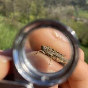 A Rocha Switzerland: Tetrix tenuicornis (Gabriela Joray)