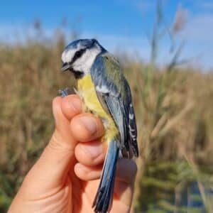 A Rocha France: Cyanistes caeruleus (Izabela Kujawiak)