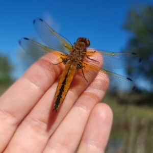 A Rocha France: Libellula fulva (Izabela Kujawiak)