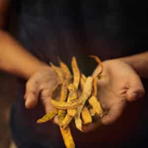 A Rocha Peru: Algarrobo Seeds (Xavier Saer)