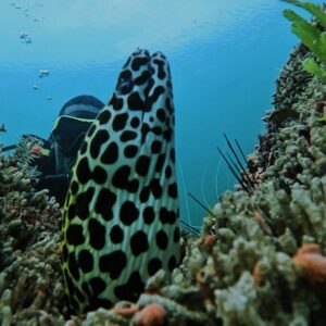 A Rocha Kenya: Leopard moray eel (@lucky.underwater)