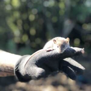 A Rocha Aotearoa NZ:  Predators that harm our native species (Karioi team)