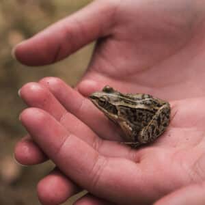 A Rocha Canada (Manitoba): Wood Frog (Zoe Matties)