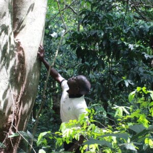A Rocha Uganda: Tree surveying (Shanitah Nalukenge)