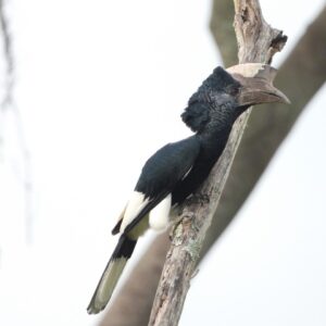 A Rocha Uganda: Black and White Casqued Hornbill (Judith Mirembe)