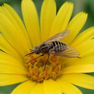 A Rocha Portugal: Protypusia sp. (Isabel Cunha Soares)