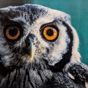 A Rocha Kenya: African white-faced owl (Anthony)