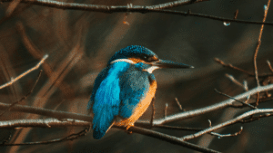 Blog_kingfisher_mc-300x200