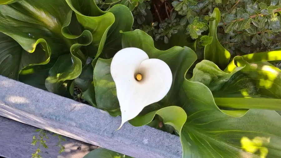 feb image