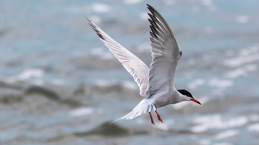 Dave_blog_tern