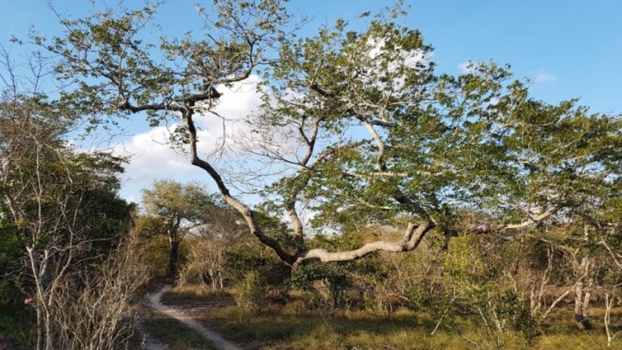 protect a forest
