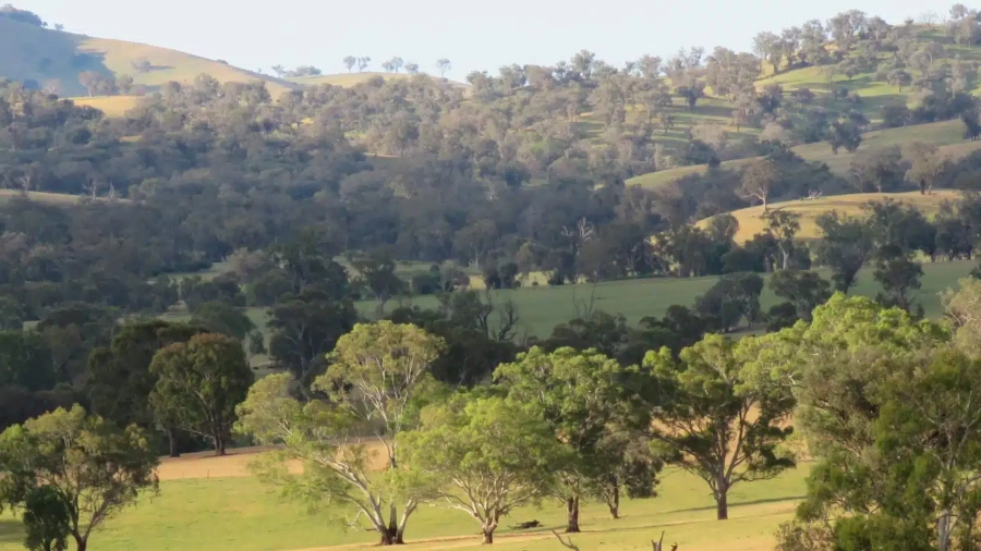 trees