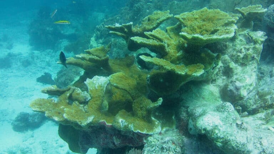 florida