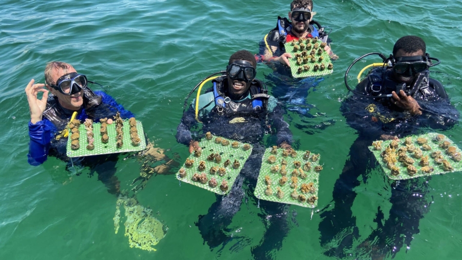 Coral gardeners