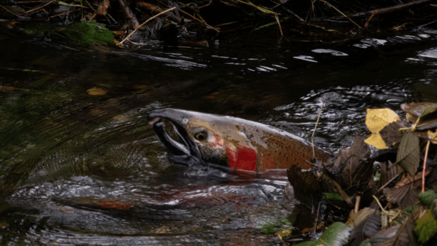 Salmon_mc