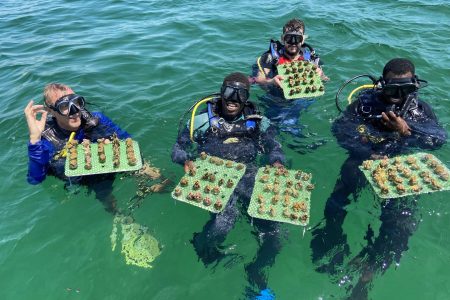 Coral gardeners