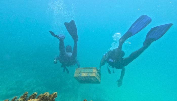 Coral gardeners underwater