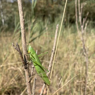 Ruspolia nitidula - Gabriela Joray