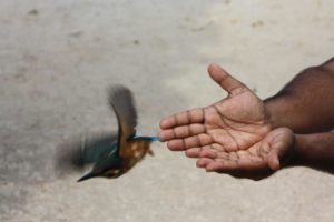 liberando un martín pescador (Alcedo atthis)