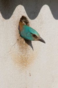 Roller at artificial nest hole (Edmund Fellowes)