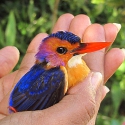 Pygmy Kingfisher - Colin Jackson - thumbnail