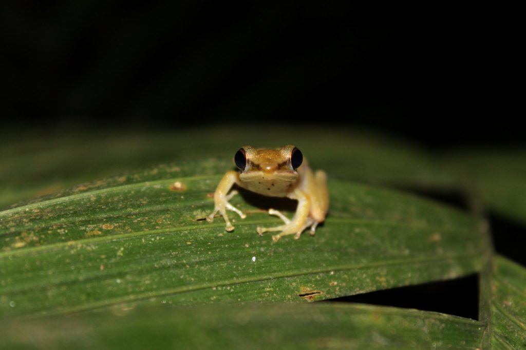 Copper-cheeked Frog Hylarana labialis is an urban and forest species in Singapore. (Prarthini Selveindran)