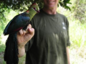 Colin Jackson with Fischers Turaco - cropped + edited